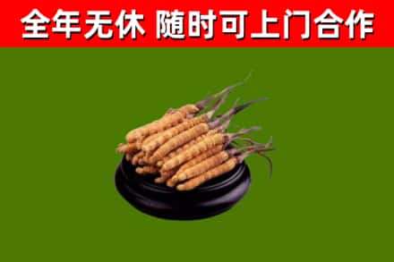常山县回收散虫草