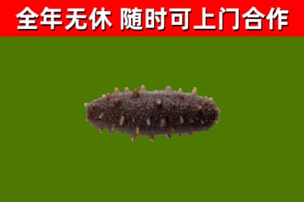 常山县回收海参干